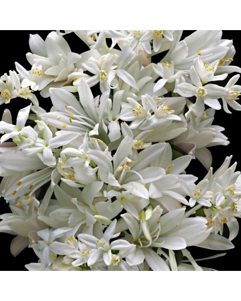 placeholder-image